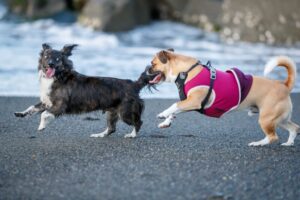 犬の社会化不足の克服方法。成犬も大丈夫！トレーニング方法やポイントを解説