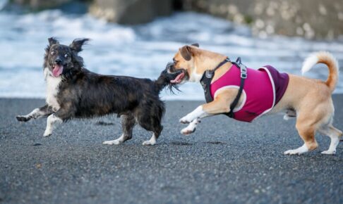 犬の社会化不足の克服方法。成犬も大丈夫！トレーニング方法やポイントを解説