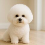 ビションフリーゼの魅力を解説。性格・飼い方・注意すべき病気とは