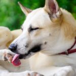 犬のグルーミングがやりすぎ？皮膚を舐め続ける原因とその対策を解説