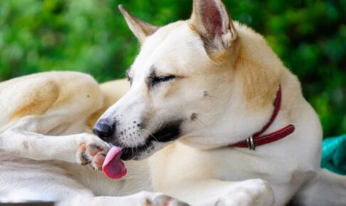 犬のグルーミングがやりすぎ？皮膚を舐め続ける原因とその対策を解説