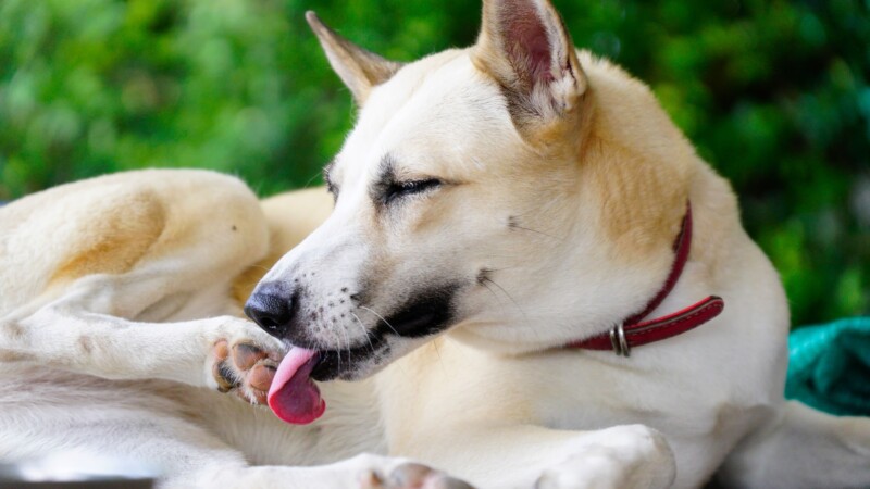 犬のグルーミングがやりすぎ？皮膚を舐め続ける原因とその対策を解説