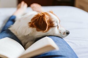犬の咬傷事故が増加中!愛犬が人や犬を噛んでしまう前に。原因と対策を解説