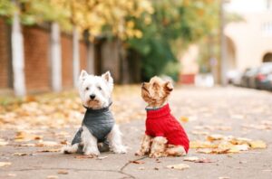 犬の咬傷事故が増加中!愛犬が人や犬を噛んでしまう前に。原因と対策を解説
