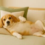 もしかして太りすぎ?犬の適正体重と健康的なダイエットの始め方