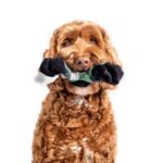 犬が誤食しやすい物とは？室内の危険物と安全対策を完全ガイド