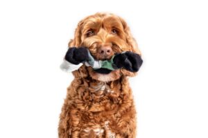 犬が誤食しやすい物とは？室内の危険物と安全対策を完全ガイド