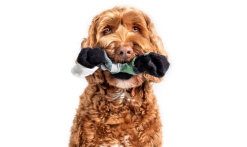 犬が誤食しやすい物とは？室内の危険物と安全対策を完全ガイド