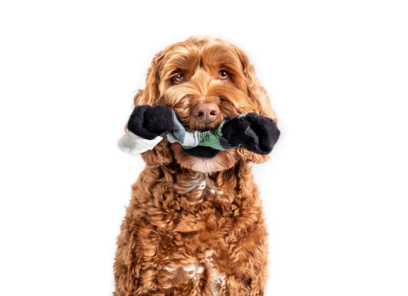 犬が誤食しやすい物とは？室内の危険物と安全対策を完全ガイド