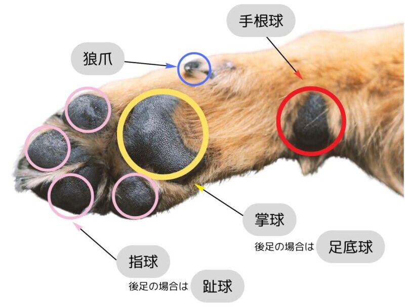 犬の肉球のヒビ割れ。冬だけじゃない!乾燥・ヒビ割れ対策と肉球ケア方法を解説