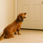インターホンに吠える犬の理由と効果的な防止法。不安や警戒心を理解してトレーニングを