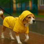 雨の日の散歩どうしてる？濡れるのが苦手な犬の対応法