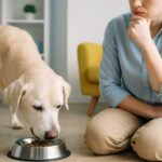 シニア犬の食事はどう変える？年齢に合ったフード選びと気をつけたいポイント