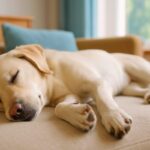 犬の寝言やけいれん、夢を見てる？それとも病気？