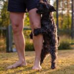 犬が他の犬や人にマウンティングする心理と対処法。支配？不安？性行動？