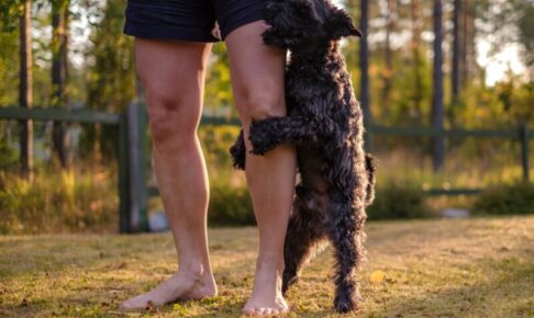 犬が他の犬や人にマウンティングする心理と対処法。支配？不安？性行動？