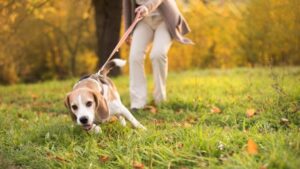 犬が他の犬や人にマウンティングする心理と対処法。支配?不安?性行動?