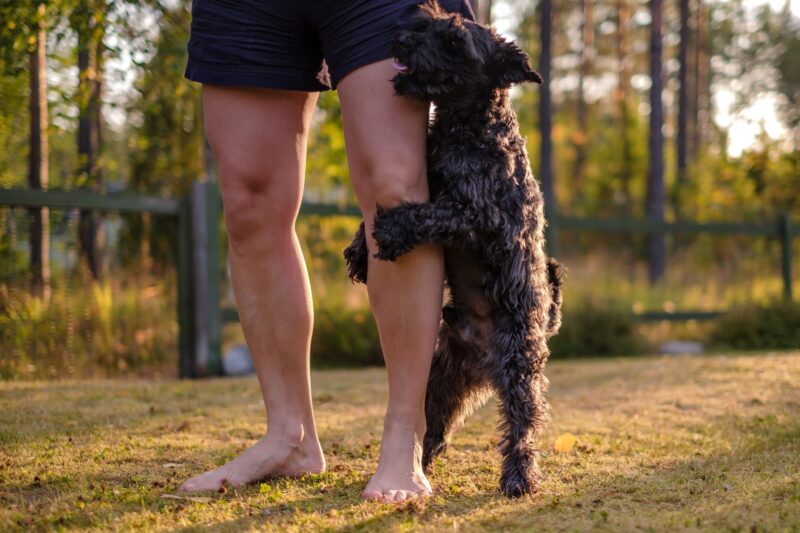 犬が他の犬や人にマウンティングする心理と対処法。支配？不安？性行動？
