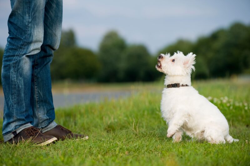 愛玩動物飼養管理士とは？犬との暮らしに役立つ仕事内容や特徴、試験の難易度まで解説