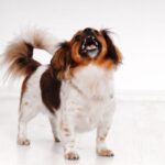 犬の過剰な興奮はなぜ起こる？落ち着かせるための原因分析と対策法