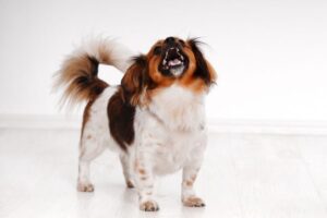 犬の過剰な興奮はなぜ起こる？落ち着かせるための原因分析と対策法