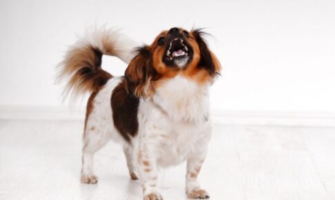 犬の過剰な興奮はなぜ起こる？落ち着かせるための原因分析と対策法