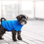 犬に洋服は必要？着せるメリットと注意点、着るべき犬の特徴について