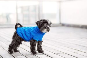 犬に洋服は必要？着せるメリットと注意点、着るべき犬の特徴について