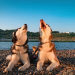 犬の遠吠えはやめさせるべき？遠吠えの理由と見極めポイント、対処法について解説