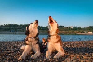 犬の遠吠えはやめさせるべき？遠吠えの理由と見極めポイント、対処法について解説