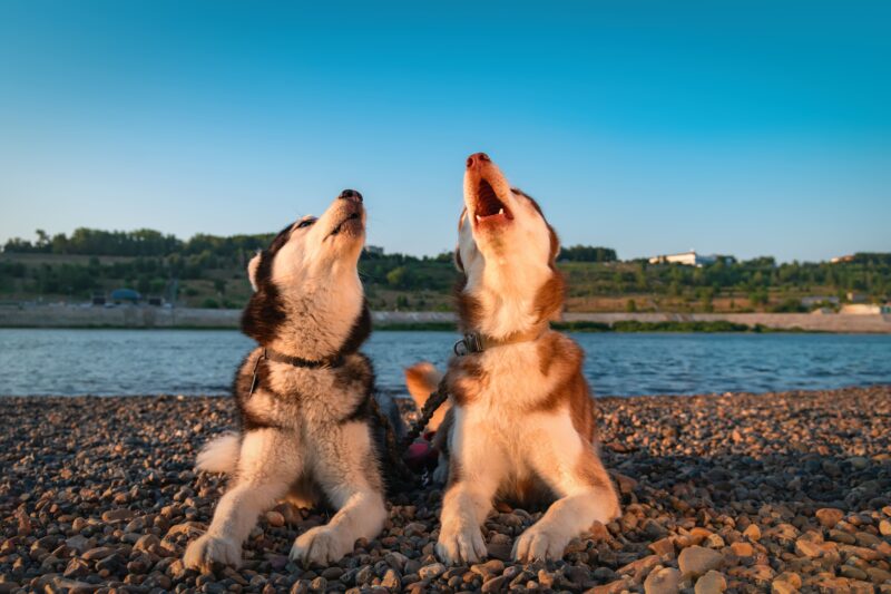 犬の遠吠えはやめさせるべき？遠吠えの理由と見極めポイント、対処法について解説