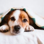 飼えなくなった犬の未来を守る「ペット後見制度」とは？仕組み・費用・課題まで解説