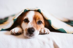 飼えなくなった犬の未来を守る「ペット後見制度」とは？仕組み・費用・課題まで解説
