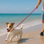 犬と一緒に海を楽しむために。マナーと持ち物、飼い主が心がけるべきこと