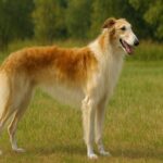 ボルゾイの魅力とは？性格・飼いやすさ・特徴・歴史・注意すべき病気まで解説