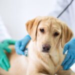 初めて犬を飼う人も安心。後悔しない動物病院の選び方