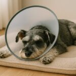 犬の手術後、どう過ごさせる？回復を支える飼い主の役割と食事の選び方