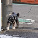犬のマーキングは外だけじゃない？家の中で始まる理由と対処法とは