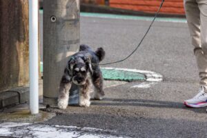 犬のマーキングは外だけじゃない？家の中で始まる理由と対処法とは
