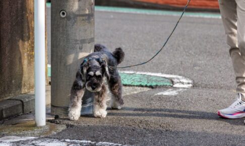 犬のマーキングは外だけじゃない？家の中で始まる理由と対処法とは