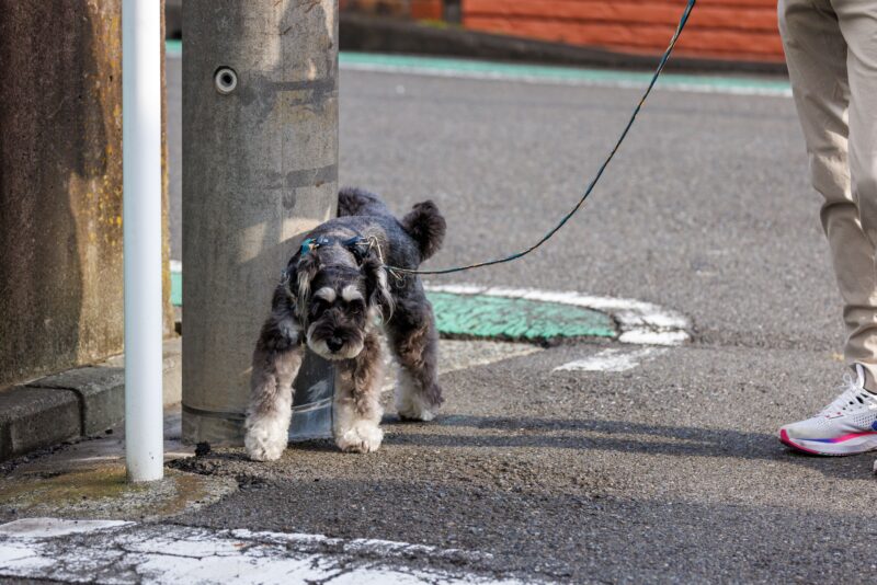 犬のマーキングは外だけじゃない？家の中で始まる理由と対処法とは