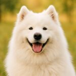 サモエドの性格と飼いやすさを徹底解説。雪原の微笑み犬と暮らす前に知っておくべきこと