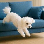 家の中でも骨折リスク？小型犬に潜む危険と飼い主が避けるべきNG行動