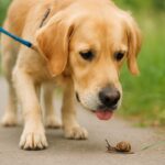 犬がカタツムリを食べると危険？広東住血線虫症と散歩時の注意点