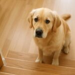 犬が階段を怖がるのはなぜ?上れない・降りられない心理と対策を徹底解説