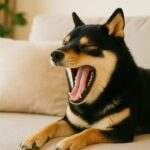 犬のあくびが多いのはなぜ?リラックスだけじゃないその意味と注意したいサイン