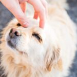 犬と一緒にいると癒されるのはなぜ？目を合わせるだけで分泌されるオキシトシンと脳の変化