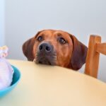 ドッグフードのシングルプロテインとは？アレルギー対応に最適な理由と選ぶ際の注意点