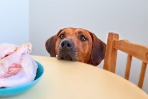 ドッグフードのシングルプロテインとは？アレルギー対応に最適な理由と選ぶ際の注意点