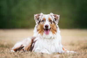 犬の「オッドアイ」とは。左右で目の色が違う理由と犬種・視力・価格・病気との関係